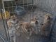 Chinese Shar Pei Puppies for sale in Yoder, CO 80864, USA. price: $350