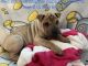 Chinese Shar Pei Puppies for sale in Rockford, IL, USA. price: $800