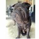 Chinese Shar Pei Puppies for sale in Largo, MD 20774, USA. price: NA