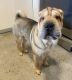 Chinese Shar Pei Puppies for sale in Portland, OR, USA. price: $500