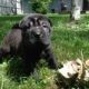 Chinese Shar Pei Puppies for sale in Freeland, MI 48623, USA. price: $650