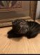 Chinese Shar Pei Puppies for sale in Jackson, MI, USA. price: $2,500