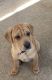 Chinese Shar Pei Puppies for sale in Oswego, NY, USA. price: NA
