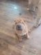 Chinese Shar Pei Puppies for sale in Parma, OH, USA. price: $1,500