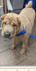 Chinese Shar Pei Puppies for sale in Phoenix, AZ, USA. price: $550