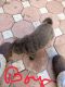 Chinese Shar Pei Puppies for sale in Land O' Lakes, FL, USA. price: NA