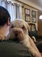 Chinese Shar Pei Puppies for sale in Parma, OH, USA. price: $1,200