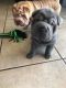 Chinese Shar Pei Puppies for sale in California City, CA, USA. price: NA