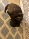 Chinese Shar Pei Puppies for sale in Mattoon, IL 61938, USA. price: $1,250