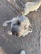 Chinese Shar Pei Puppies for sale in Ribera, NM 87560, USA. price: NA