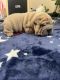 Chinese Shar Pei Puppies for sale in Orange County, CA, USA. price: NA