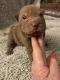 Chinese Shar Pei Puppies for sale in Liberty, MO, USA. price: $1,500