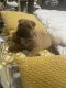 Chinese Shar Pei Puppies for sale in Chattanooga, TN, USA. price: NA