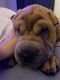 Chinese Shar Pei Puppies for sale in Dallas, TX, USA. price: NA