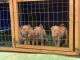 Chinese Shar Pei Puppies for sale in Lamont, CA, USA. price: NA