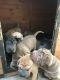 Chinese Shar Pei Puppies