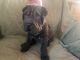 Chinese Shar Pei Puppies for sale in Savage, MN, USA. price: $1,500