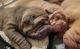 Chinese Shar Pei Puppies for sale in Redding, CA, USA. price: NA