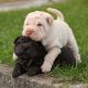 Chinese Shar Pei Puppies for sale in Columbus, OH, USA. price: $850
