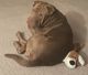 Chinese Shar Pei Puppies for sale in Tomball, TX 77375, USA. price: $50