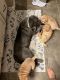Chinese Shar Pei Puppies for sale in Phoenix, AZ, USA. price: $1,000