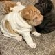 Chinese Shar Pei Puppies for sale in Jersey City, NJ, USA. price: NA