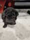 Chinese Shar Pei Puppies for sale in West Palm Beach, FL, USA. price: NA