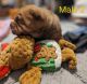 Chinese Shar Pei Puppies for sale in Sanford, NC, USA. price: $2,500
