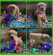 Chinese Shar Pei Puppies for sale in Minden, LA 71055, USA. price: $1,200