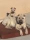 Chinese Shar Pei Puppies for sale in Roseville, CA, USA. price: $500