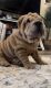 Chinese Shar Pei Puppies for sale in Sacramento, CA, USA. price: $2,000
