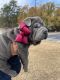 Chinese Shar Pei Puppies for sale in Camden, SC 29020, USA. price: $900