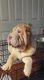 Chinese Shar Pei Puppies for sale in Charlotte, NC, USA. price: NA