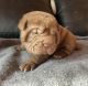 Chinese Shar Pei Puppies for sale in Portland, OR, USA. price: NA