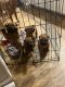 Chinese Shar Pei Puppies for sale in Ocala, FL, USA. price: NA