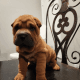 Chinese Shar Pei Puppies for sale in Seagoville, TX 75159, USA. price: $2,500