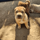 Chinese Shar Pei Puppies for sale in Seagoville, TX 75159, USA. price: NA