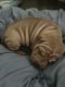 Chinese Shar Pei Puppies for sale in Saugus, MA, USA. price: NA