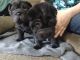 Chinese Shar Pei Puppies for sale in Drums, PA 18222, USA. price: NA