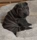 Chinese Shar Pei Puppies for sale in Branson, MO 65616, USA. price: $1,400