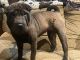 Chinese Shar Pei Puppies for sale in Savage, MN, USA. price: $500