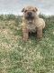 Chinese Shar Pei Puppies for sale in Adelanto, CA, USA. price: NA