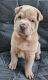 Chinese Shar Pei Puppies for sale in GRANT VLKRIA, FL 32909, USA. price: NA