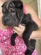 Chinese Shar Pei Puppies for sale in Atlanta, GA, USA. price: NA