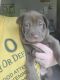 Chinese Shar Pei Puppies for sale in Cincinnati, OH, USA. price: $100