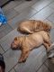Chinese Shar Pei Puppies for sale in Jersey City, NJ, USA. price: $900