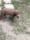 Chinese Shar Pei Puppies for sale in Land O' Lakes, FL, USA. price: NA