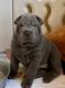 Chinese Shar Pei Puppies for sale in Easton, PA, USA. price: $1,200