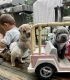 Chinese Shar Pei Puppies