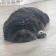 Chinese Shar Pei Puppies for sale in Gaylord, MI 49735, USA. price: $1,600